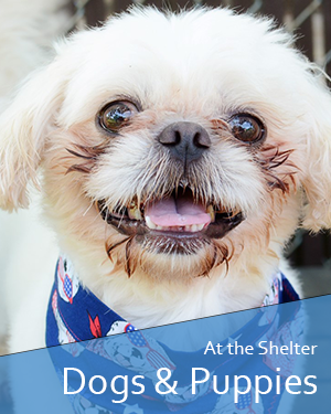 Stray Dogs available for adoption