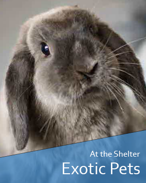 Stray Exotic animals available for adoption