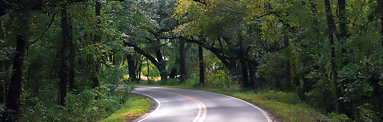 curving road with tree canopy